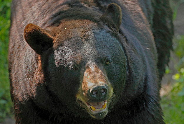 Black bear sends visitors fleeing in Yellowstone National Park.