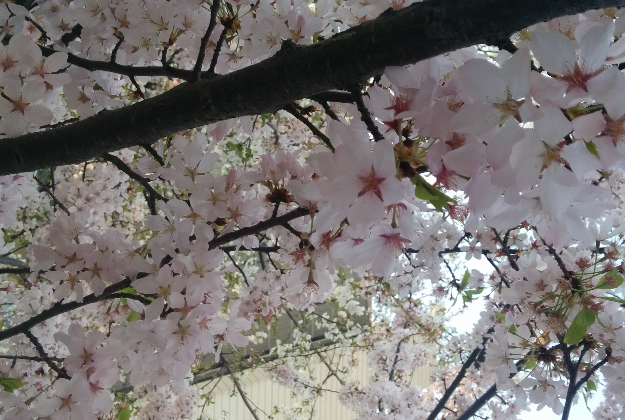 Cherry Blossoms in bloom at the University of Toronto.