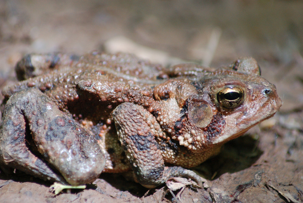 Frogs on their annual migration were helped across busy highways in Estonia by volunteers