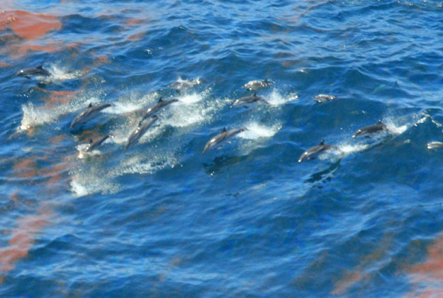 Handout photo dated April 2010 issued by National Oceanic and Atmospheric Administration of dolphins swimming through oil after the Deepwater Horizon spill as large numbers of dolphins have died as a direct result of the spill, new evidence suggests. 