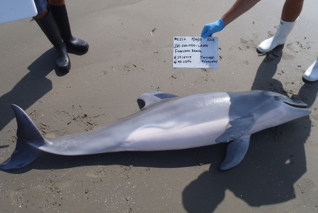 Handout photo dated 30/07/12 issued by National Oceanic and Atmospheric Administration of a stranded dead dolphin found on Fourchon Beach, Louisiana as large numbers of dolphins have died as a direct result of the Deepwater Horizon oil spill.