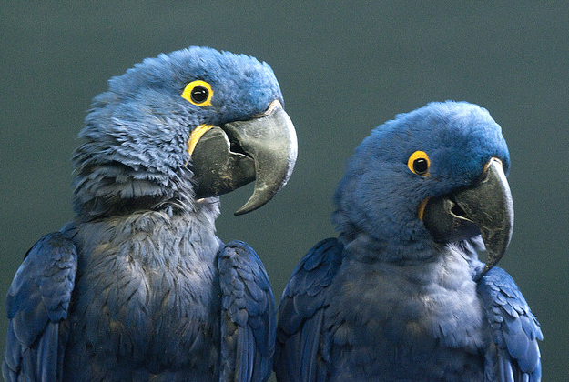 Brazil to breed macaws to be released into the wild.