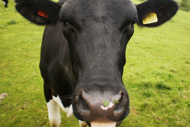 Cow rescued from patio roof.