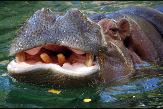 Happy Hippo. Image by Art G. / CC BY 2.0