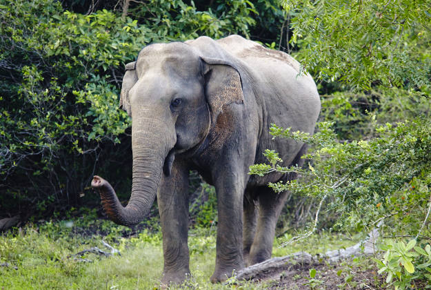 An elephant at a night safari injured nine people in Thailand. 