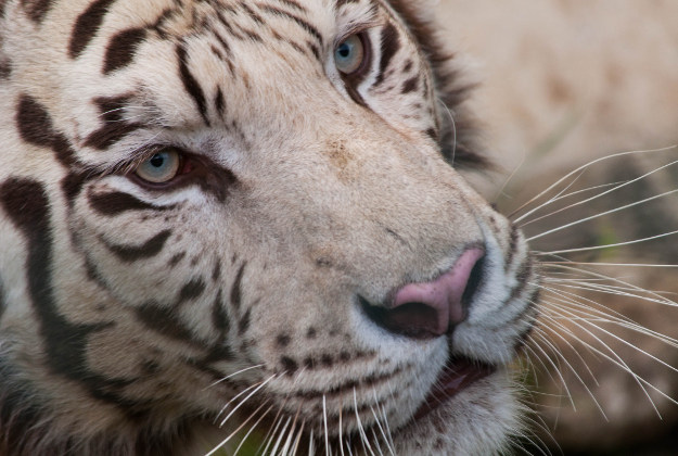 A rare white tiger.