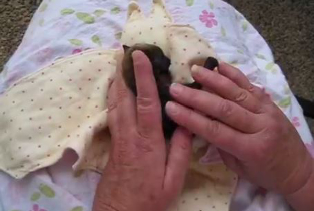 An orphaned bat in its blanket