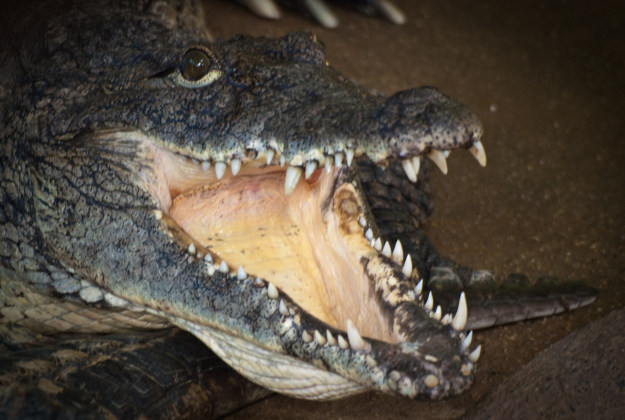 Crocodiles cannot be bribed according to the head of the anti-drug agency in Indonesia