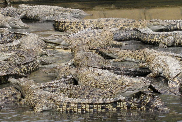 11,000 crocodiles hadn't been fed since their owners' assets were frozen