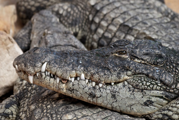 A Honduran firm donated over 2 tonnes of cow entrails to the crocodile farm