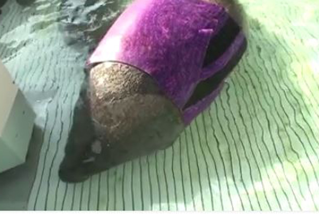 A manatee and her calf were released from Seaworld today