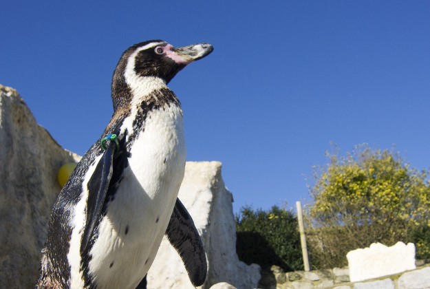 Dippy the arthritic penguin, who is being moved to a special pool with an access ramp so that he can carry on swimming. 