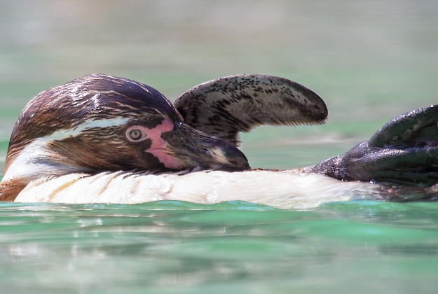 The Humboldt penguin is due to move from the Seaview Wildlife Encounter on the Isle of Wight, which is closing down, to the Great Yarmouth Sea Life Centre in Norfolk.