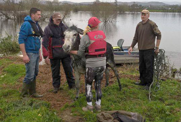 Donkey rescued from a river in Killorglin, Co. kerry. Image by Suzanne Gibbons/AHAR/PA Wire.