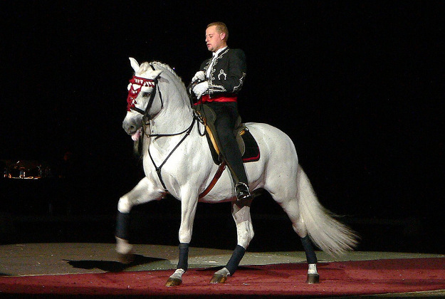 A Lipizzaner stallion.