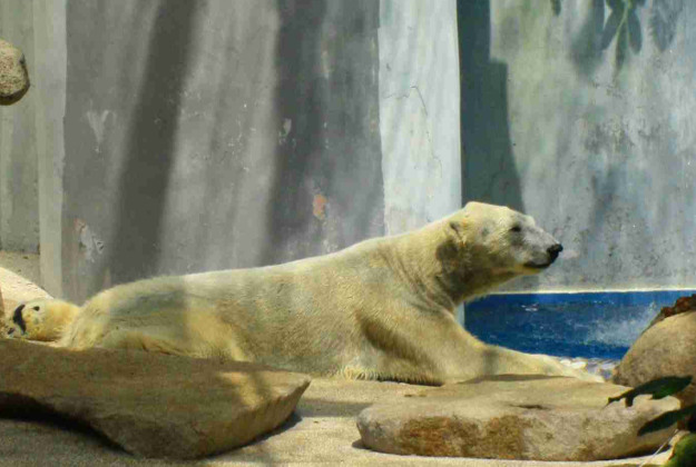 Polar bear at Singapore Zoo.