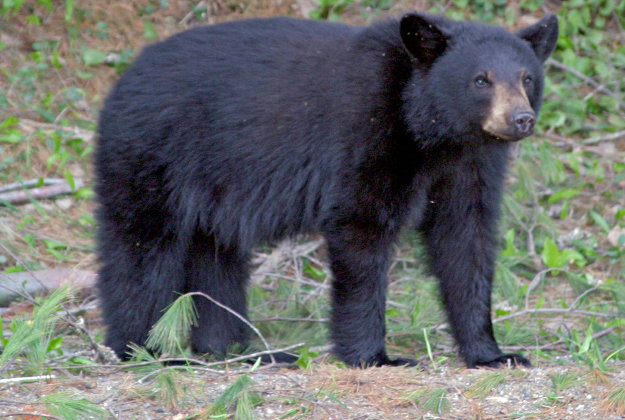 A US black bear.