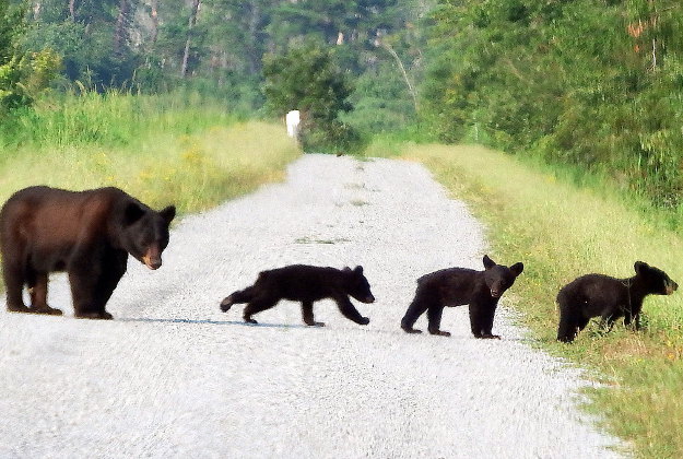 A back bear family at Alligator River National Wildlife Reserve.