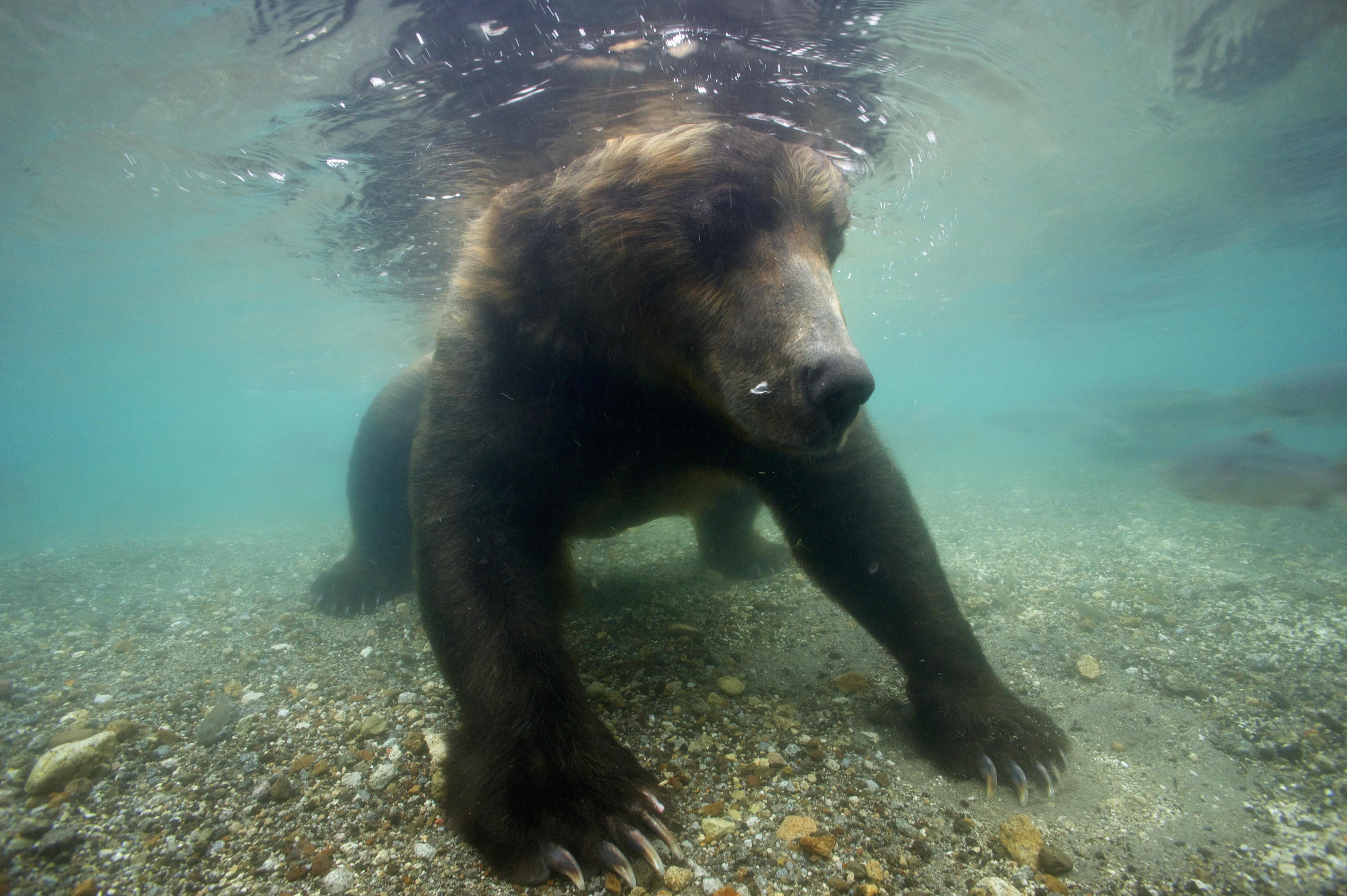 Медведь в воде фото