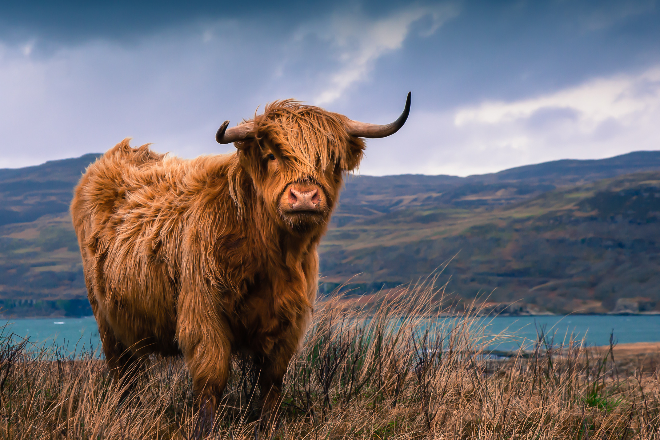 Шотландский бык хайленд